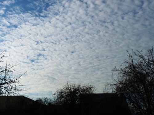 Altocumulus stratiformis