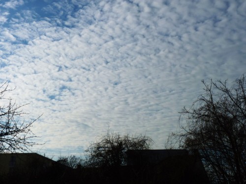 Altocumulus stratiformis