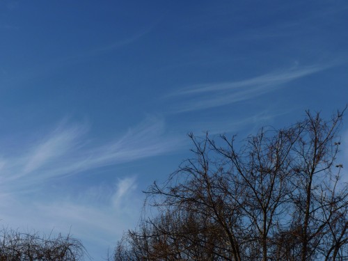 Cirrus uncinus