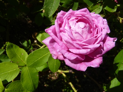 ruža Josephine Ritter
