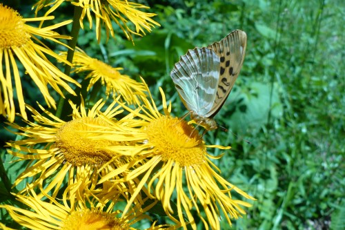 Telekia speciosa