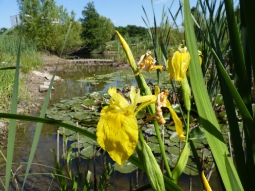 Kosatec lt (Iris pseudacorus)