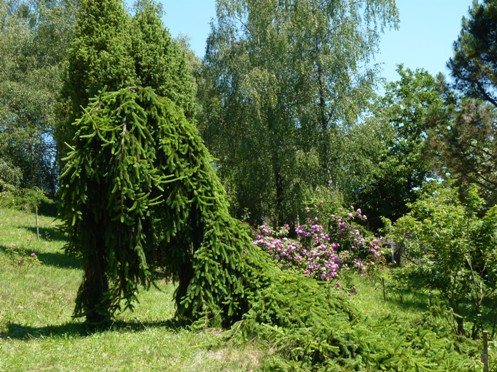 smrek obyajn plaziv 