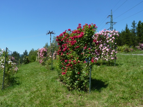 popnav rue Borov hora 